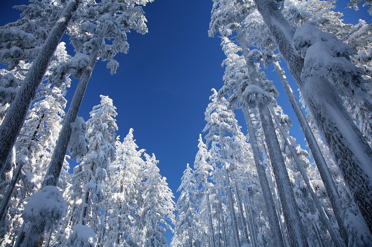 Image - snow ponderosa pines trees winter