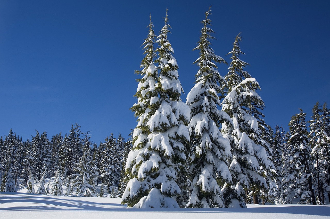 Image - snow pine trees winter covering