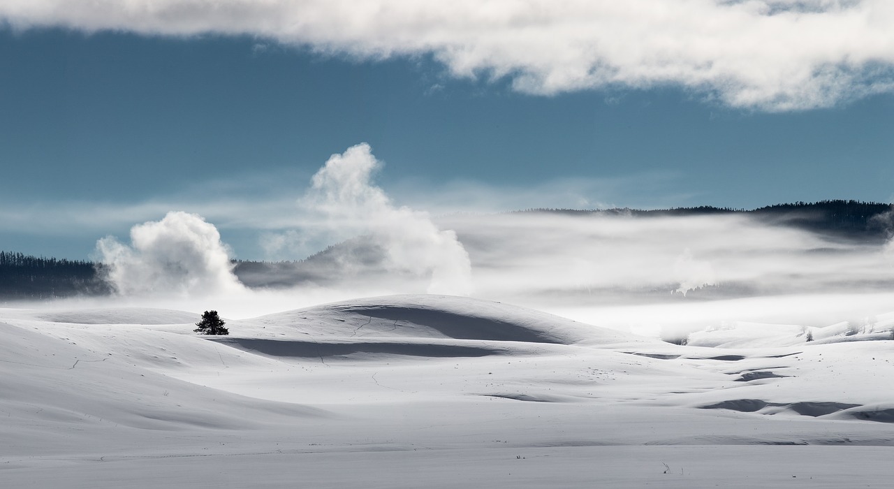 Image - snow winter covering evergreen