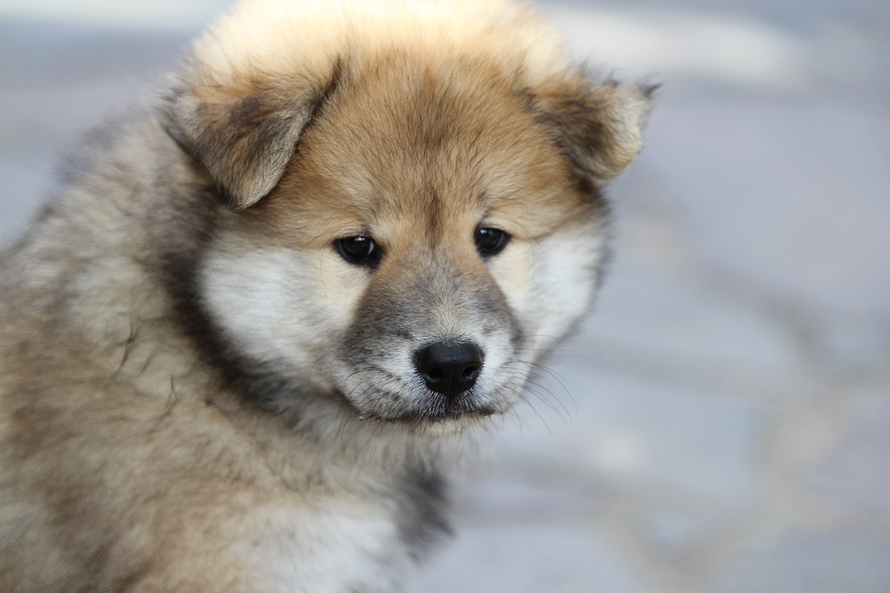 Image - eurasier puppy dog animal photo pet