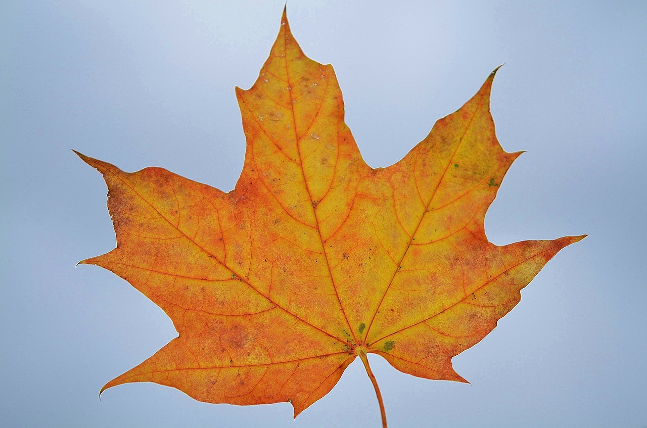 Image - leaf nature garden macro detail