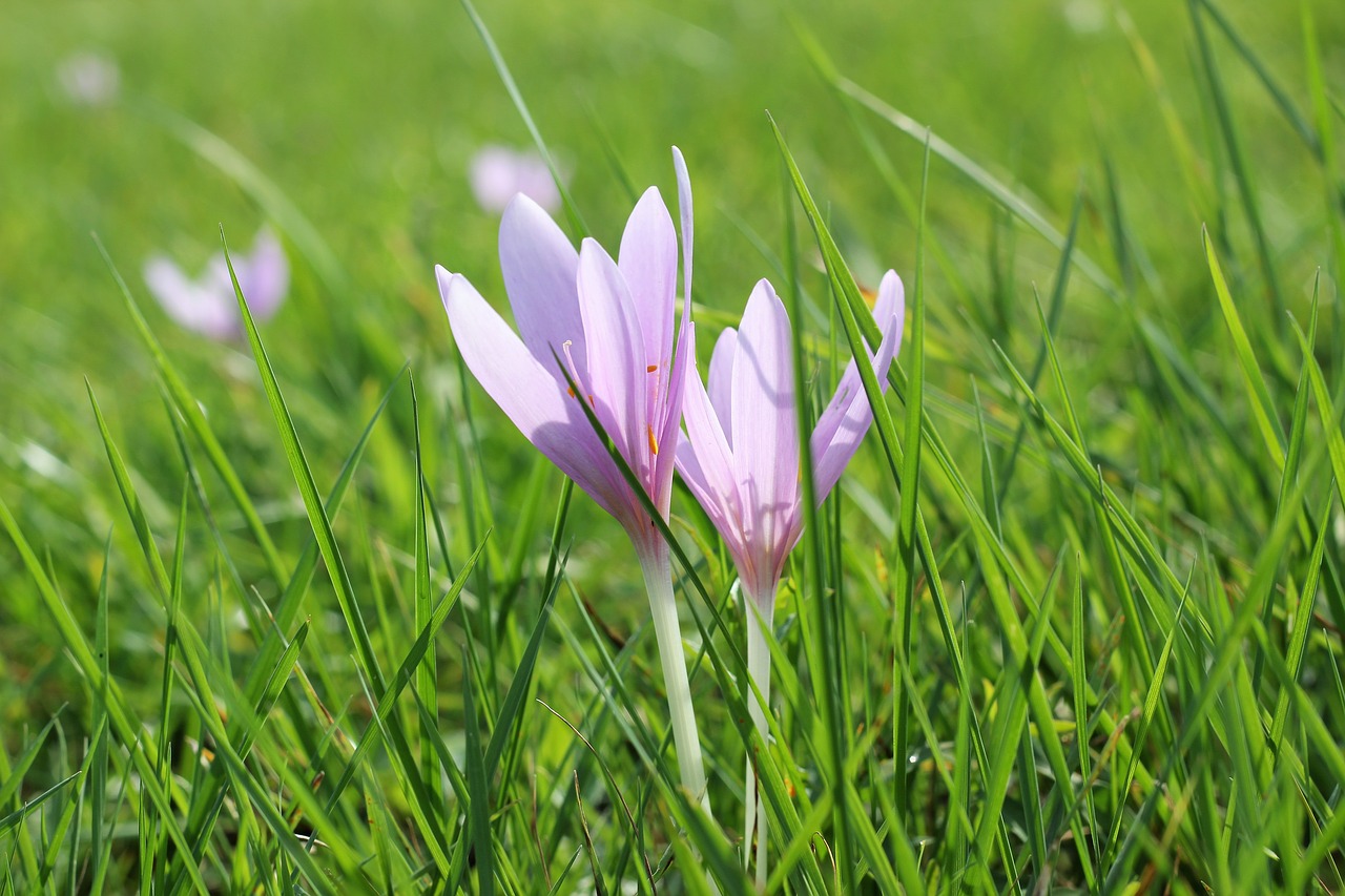 Image - crocus meadow saffron flower gras