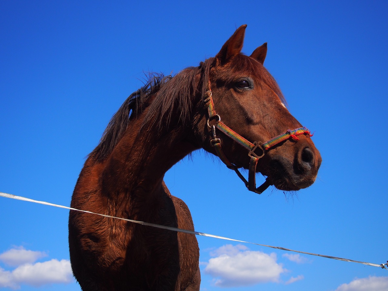 Image - horse arabs quarterhorse fuchs