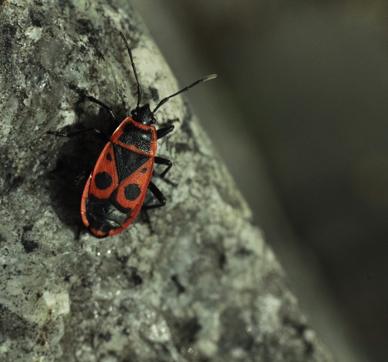 Image - smith wingless the beetle insect