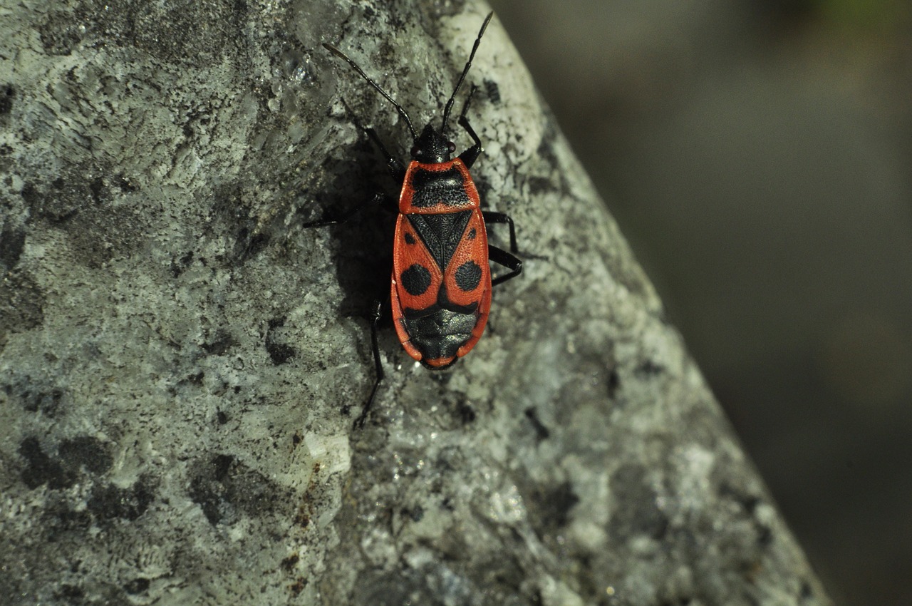 Image - smith wingless the beetle insect