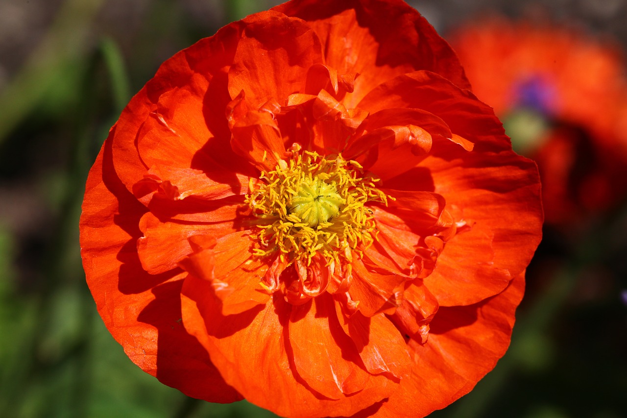 Image - flower orange poppy blossom bloom