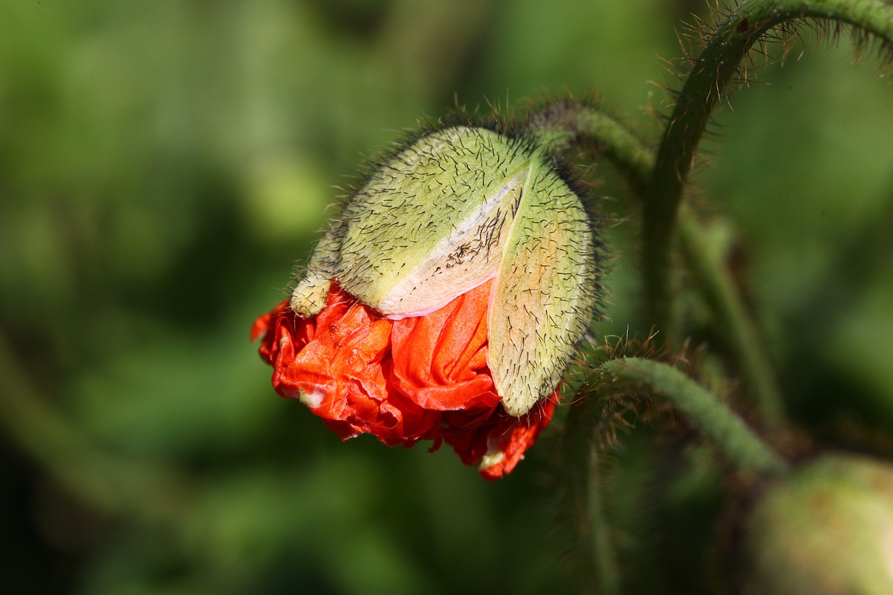 Image - poppy bud orange iceland poppy