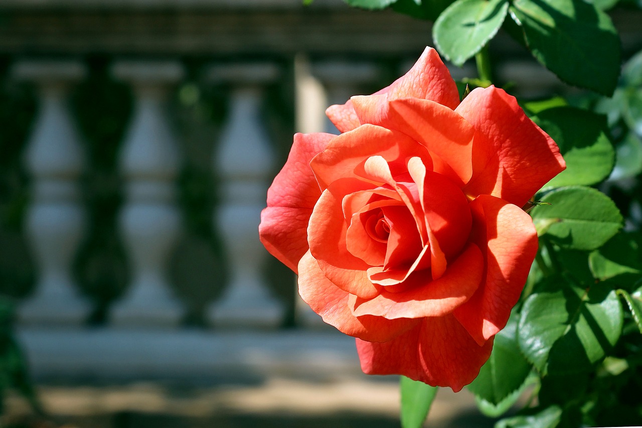 Image - rose flower floral blossom summer