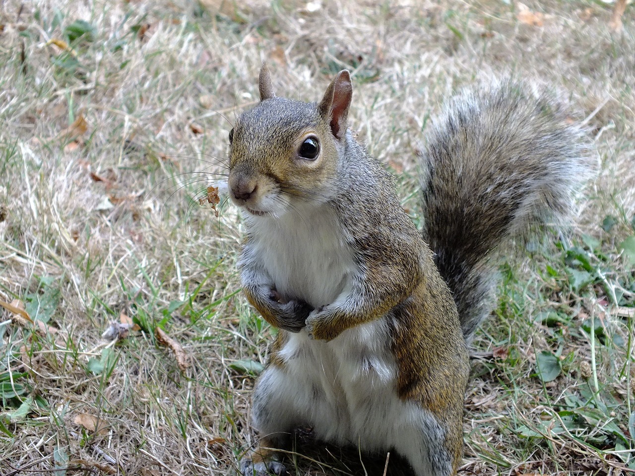 Image - squirrel animal park garden rodent