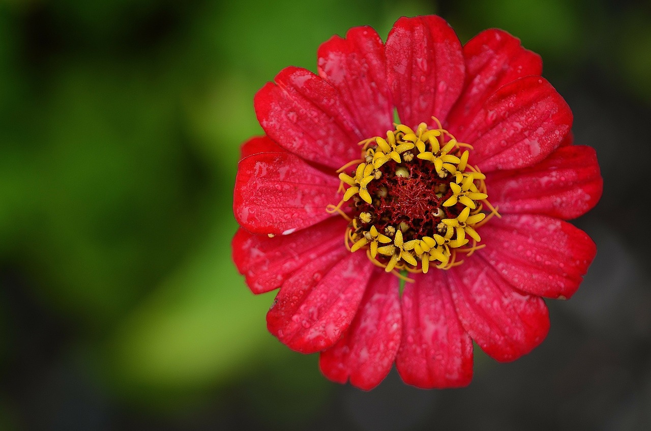 Image - zinnia red flower leaf nature