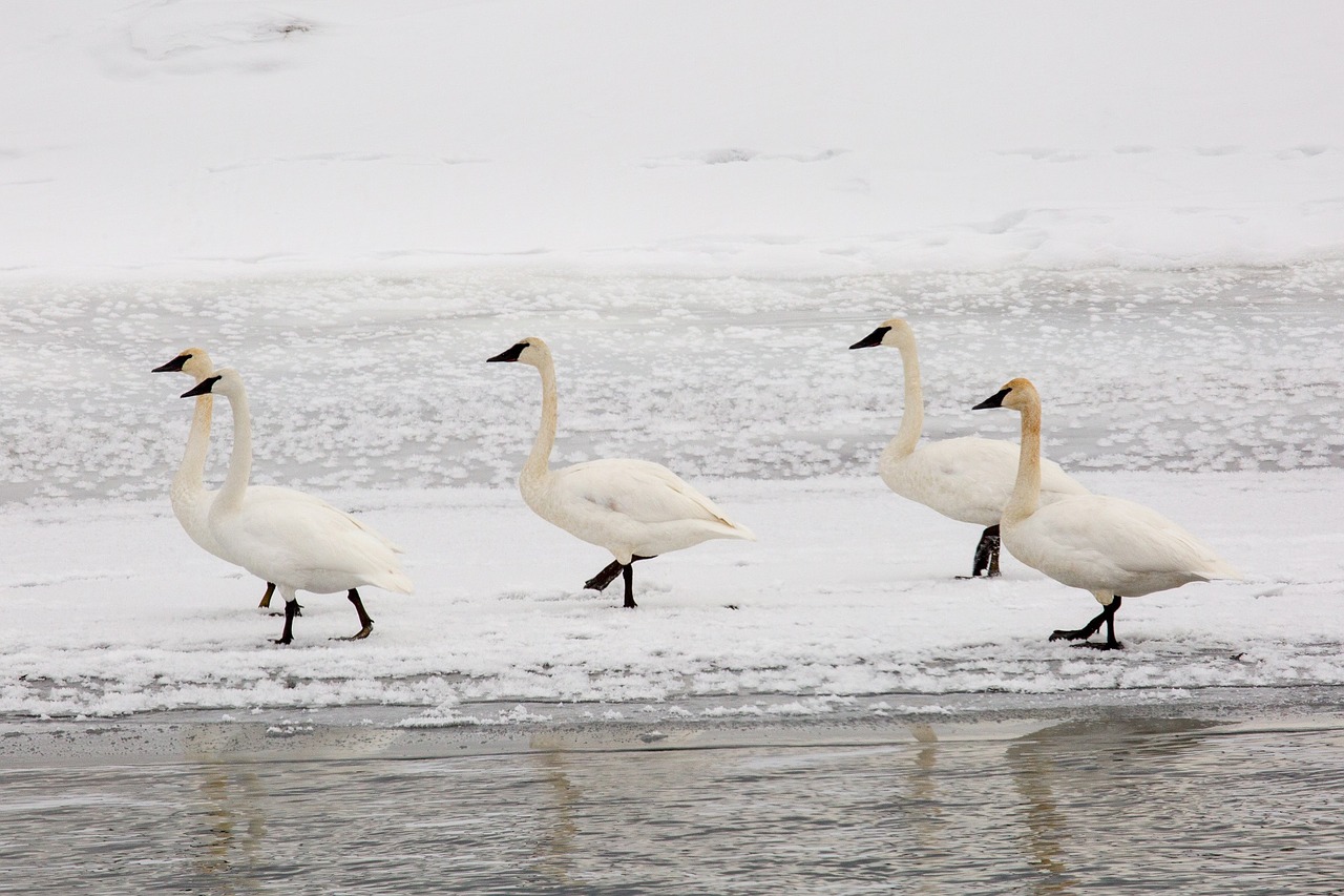 Image - trumpeter swans snow winter cold