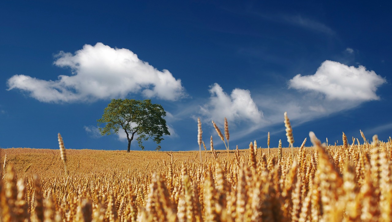 Image - summer sun sunshine cereals