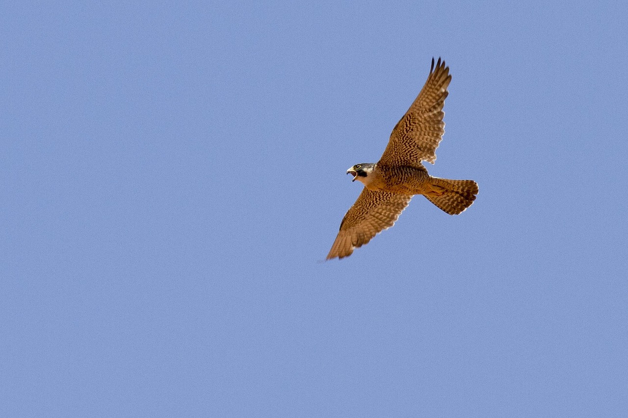 Image - peregrine falcon falcon flying bird