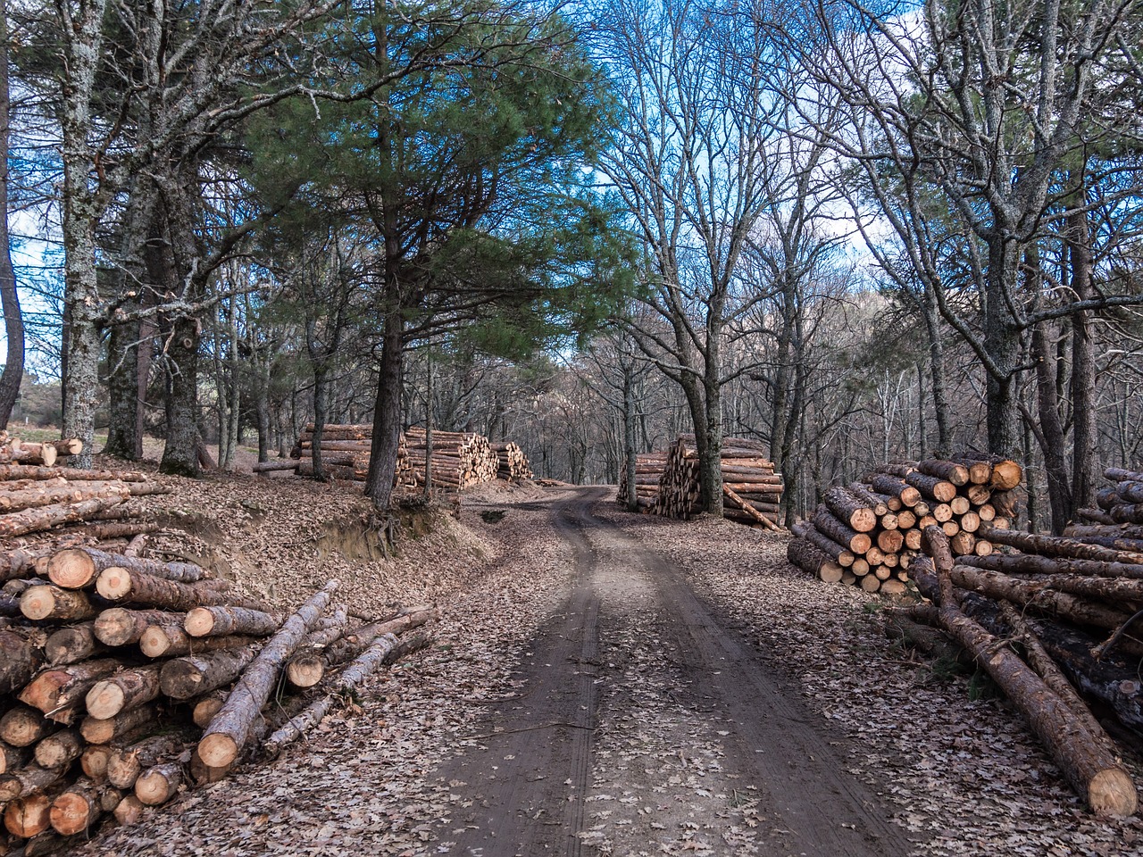 Image - wood trunk carpenter sawmill