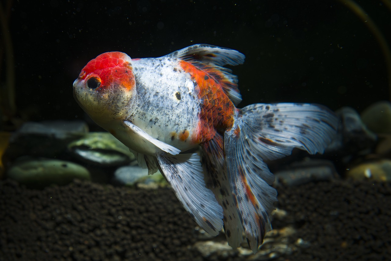 Image - pets ornamental fish goldfish