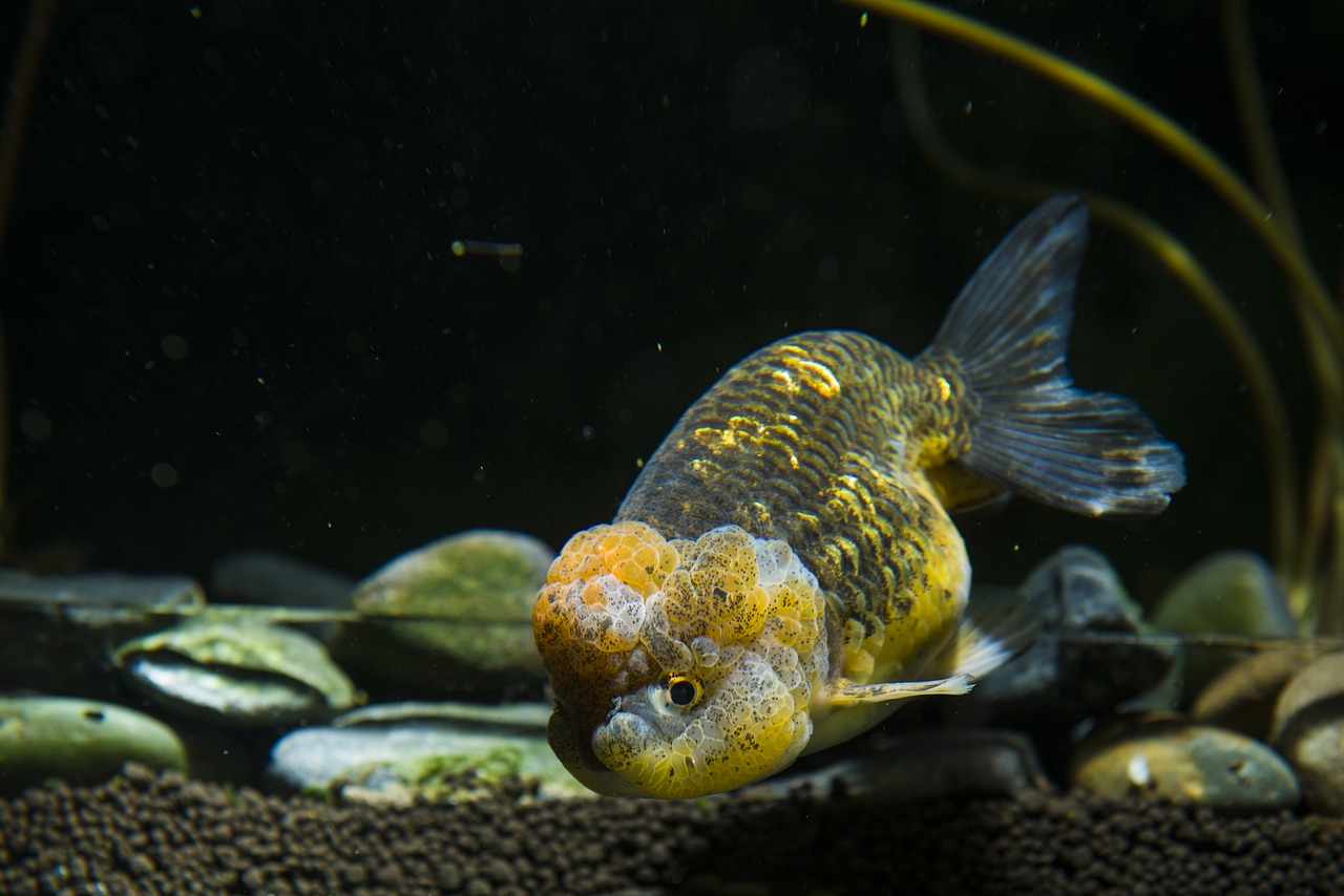 Image - pets ornamental fish goldfish