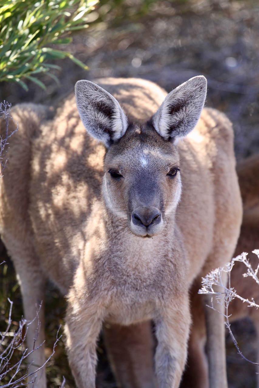 Image - kangaroo australia animal nature