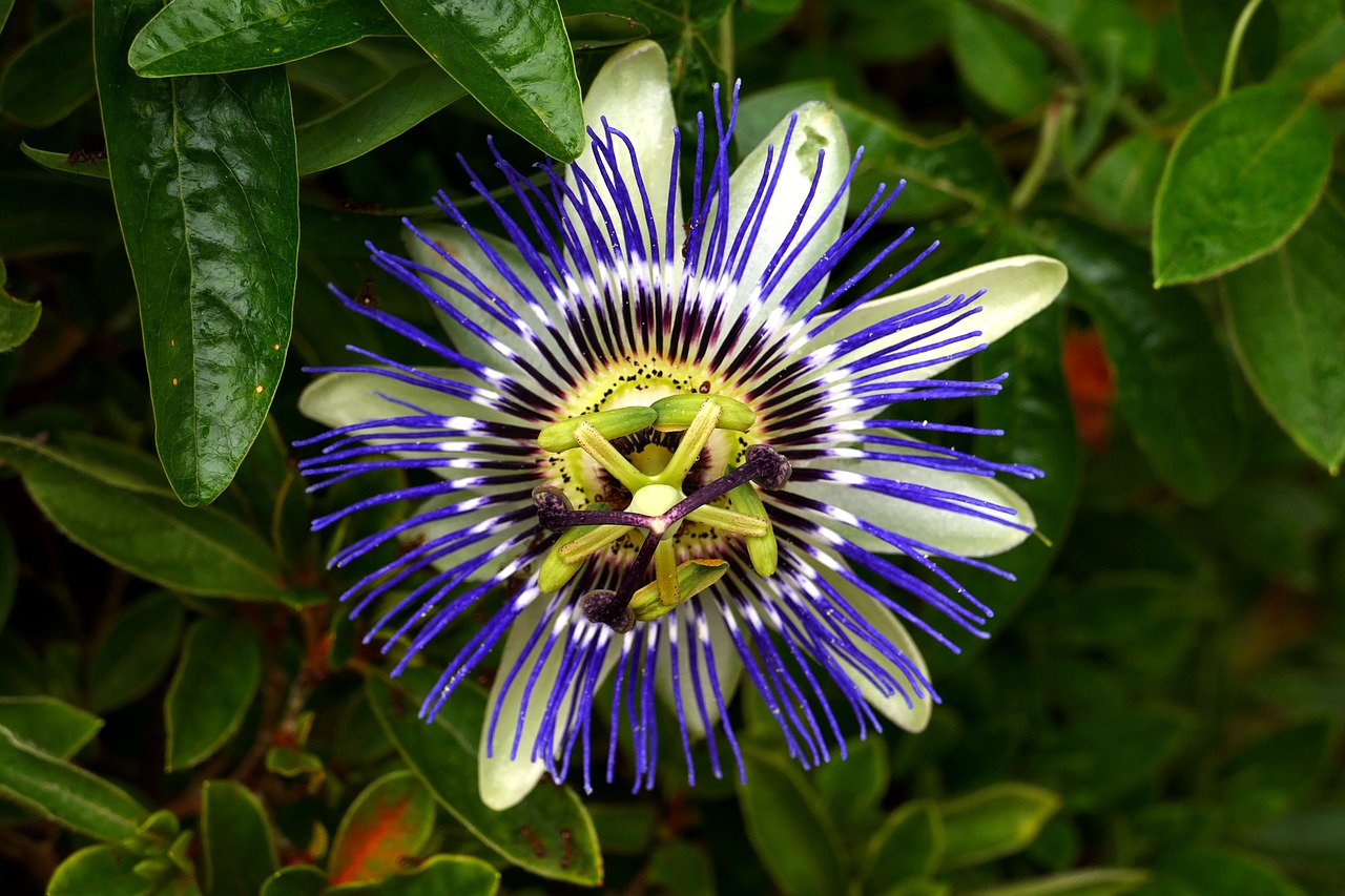 Image - passion flower park flower blossom