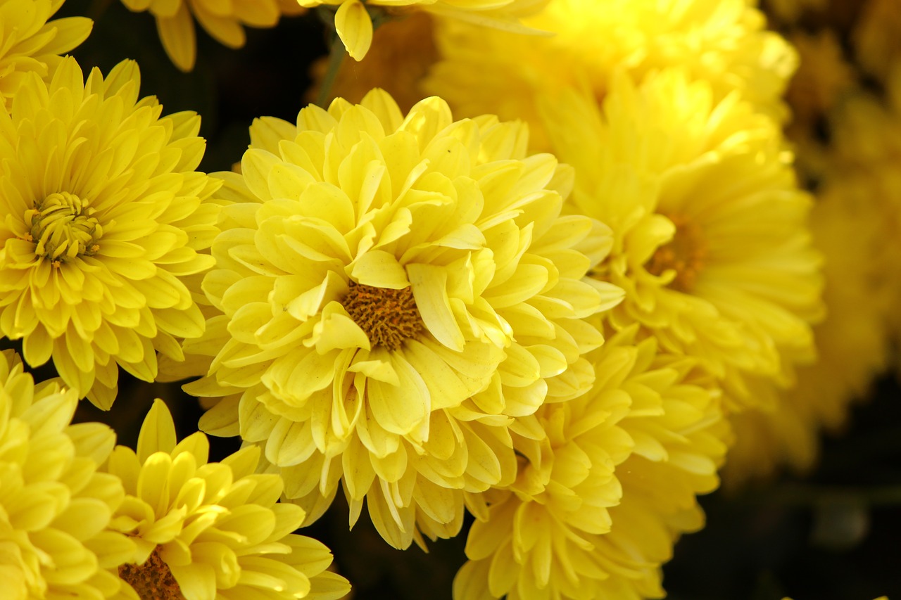 Image - flower chrysanthemums yellow petals