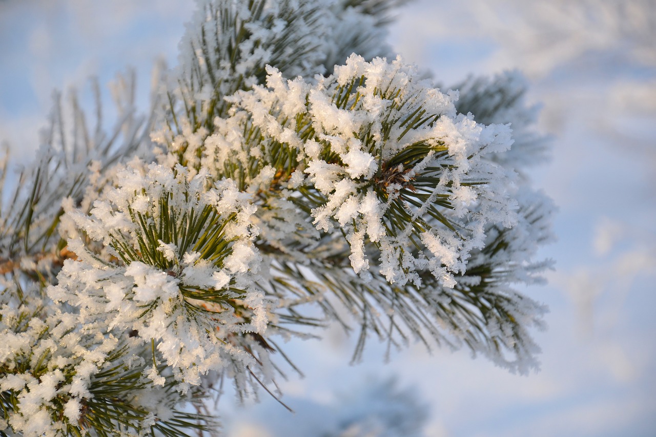 Image - pine tree nature forest