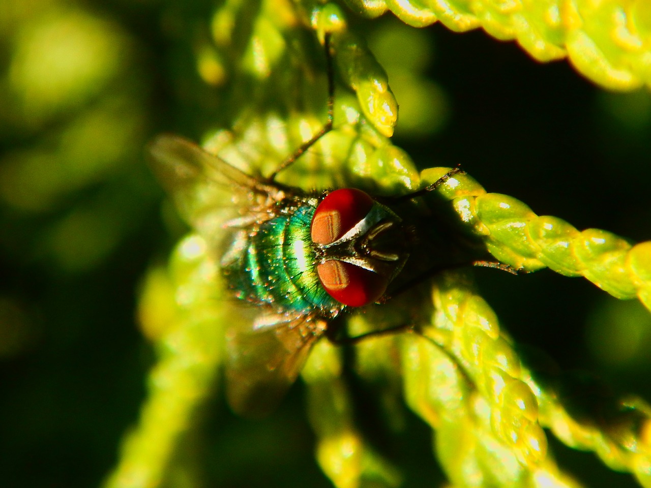 Image - fly macro green insect close