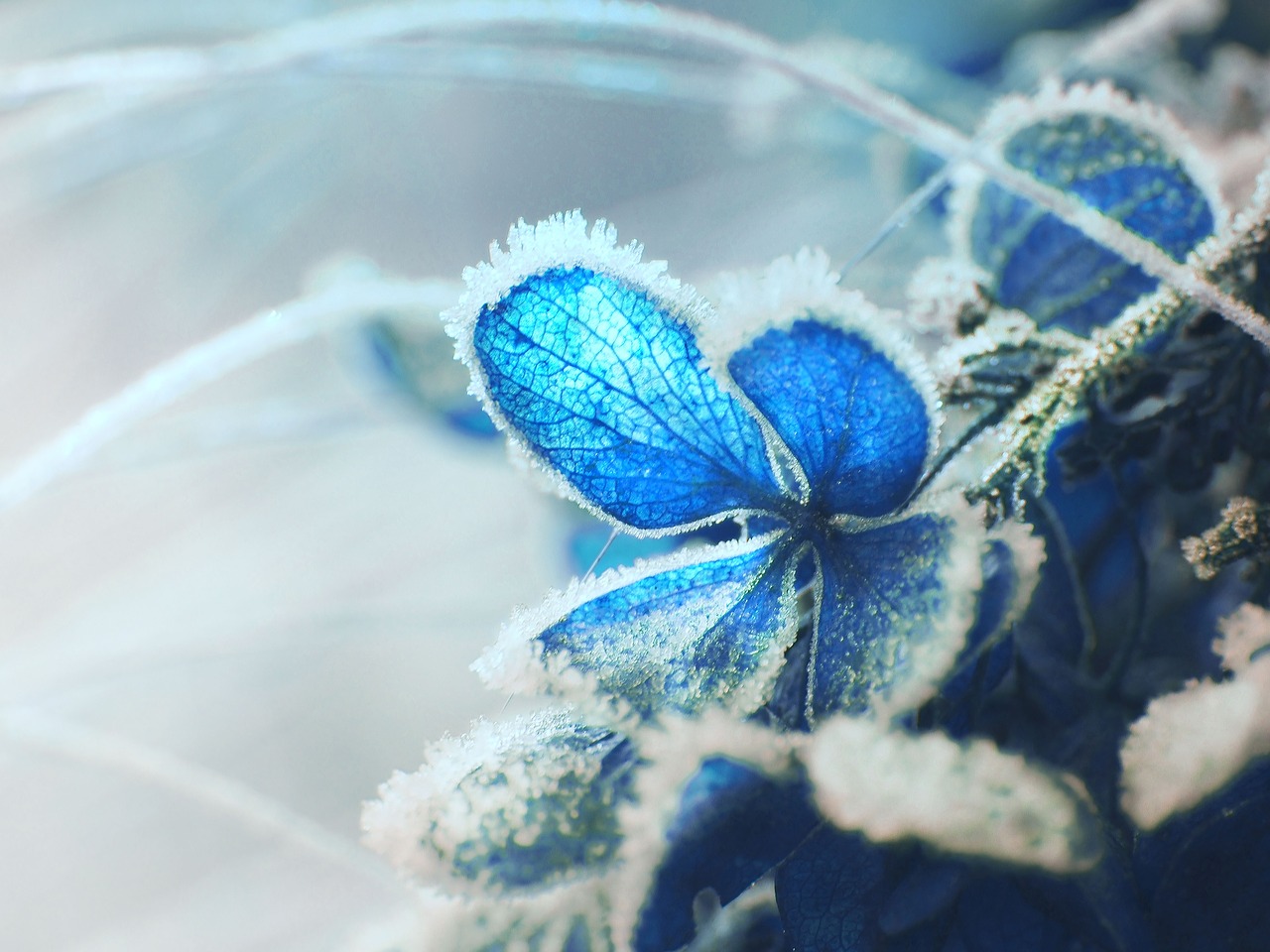 Image - garden hydrangea plant flower