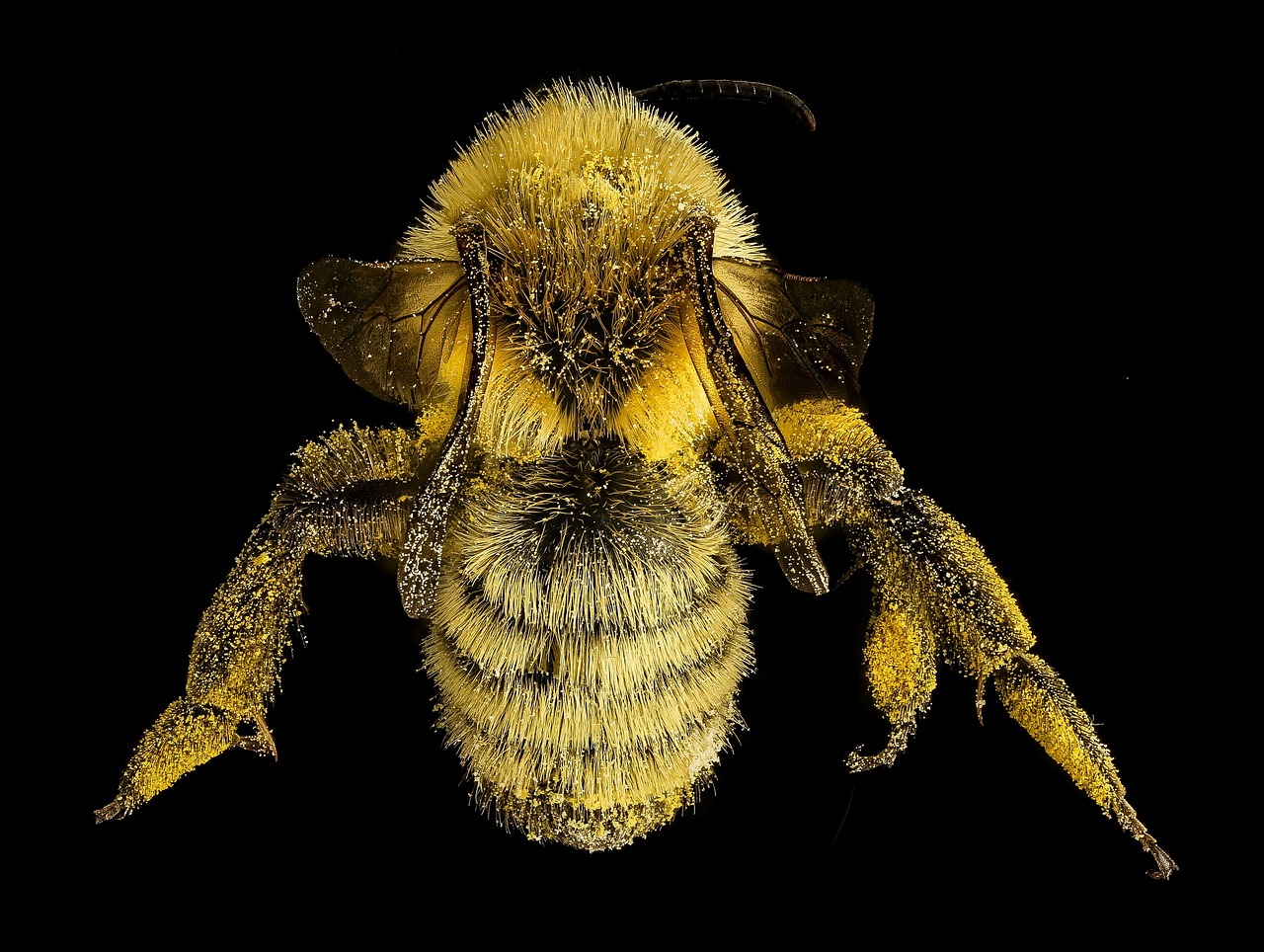 Image - mining bee insect macro close up