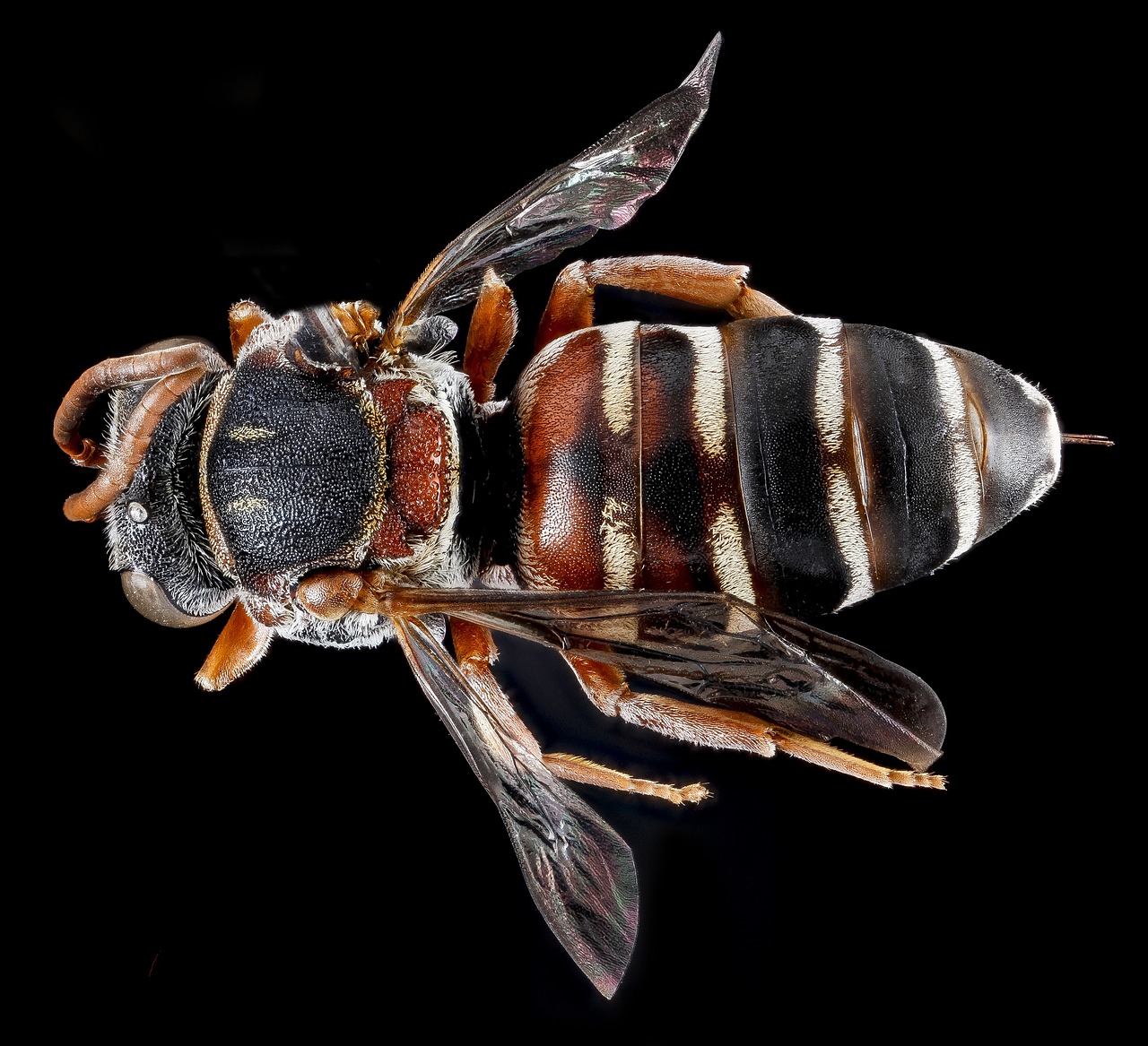 Image - cuckoo bee insect ma cro nature