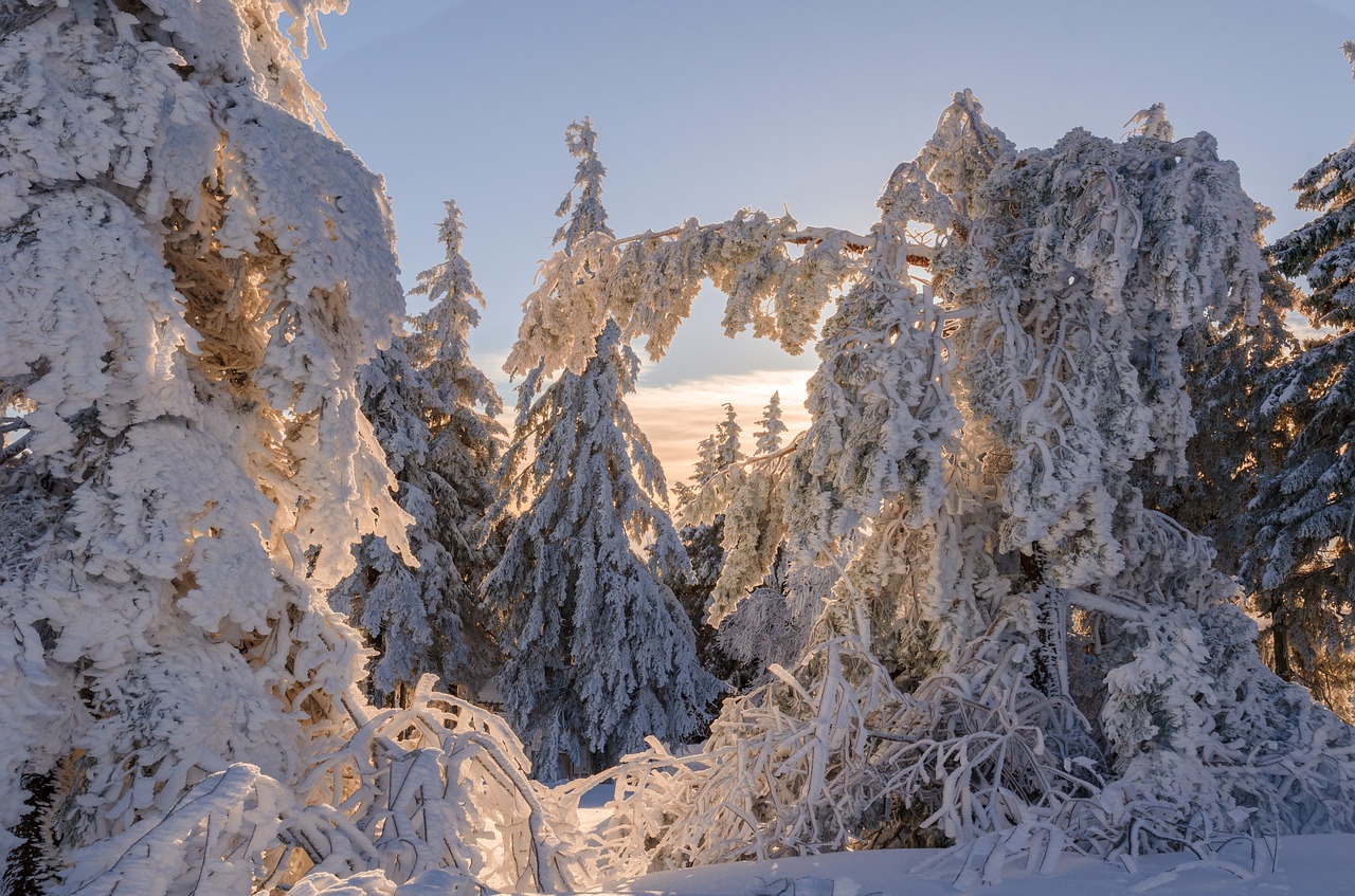 Image - winter snow wintry cold tree