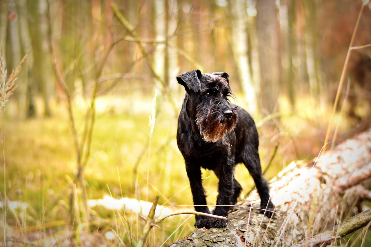 Image - miniature schnauzer dog