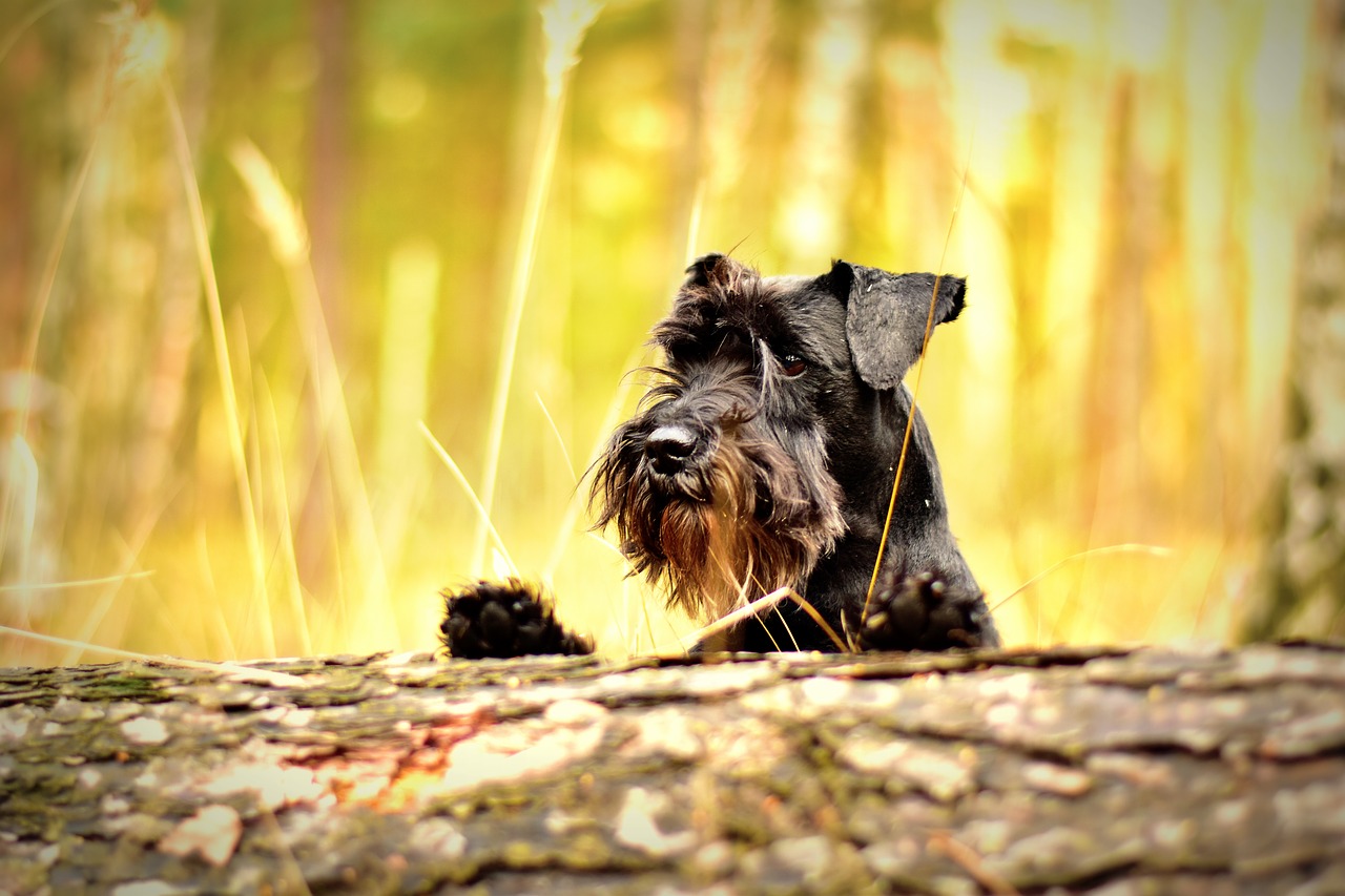 Image - miniature schnauzer black dog