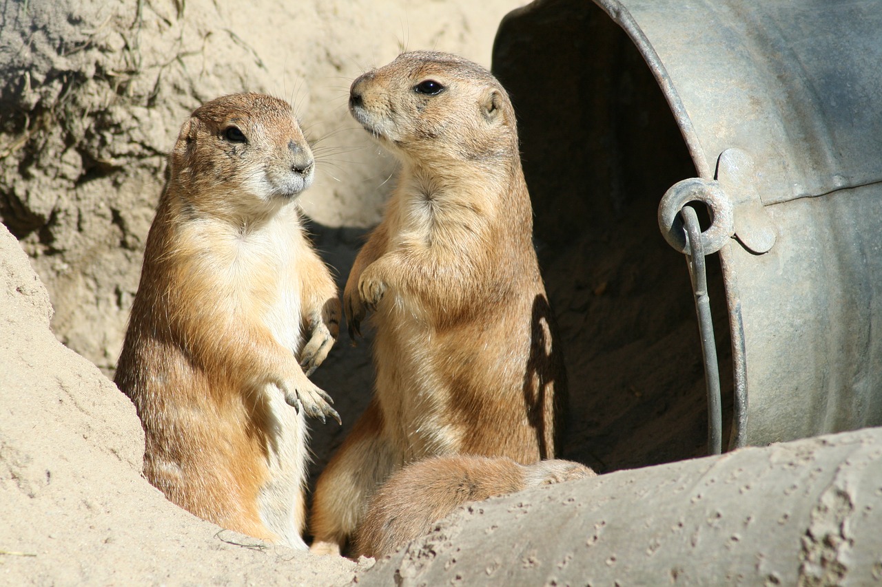 Image - prairie dog zoo animal animal world