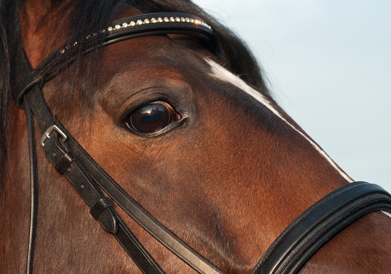 Image - horse eye close up animal look