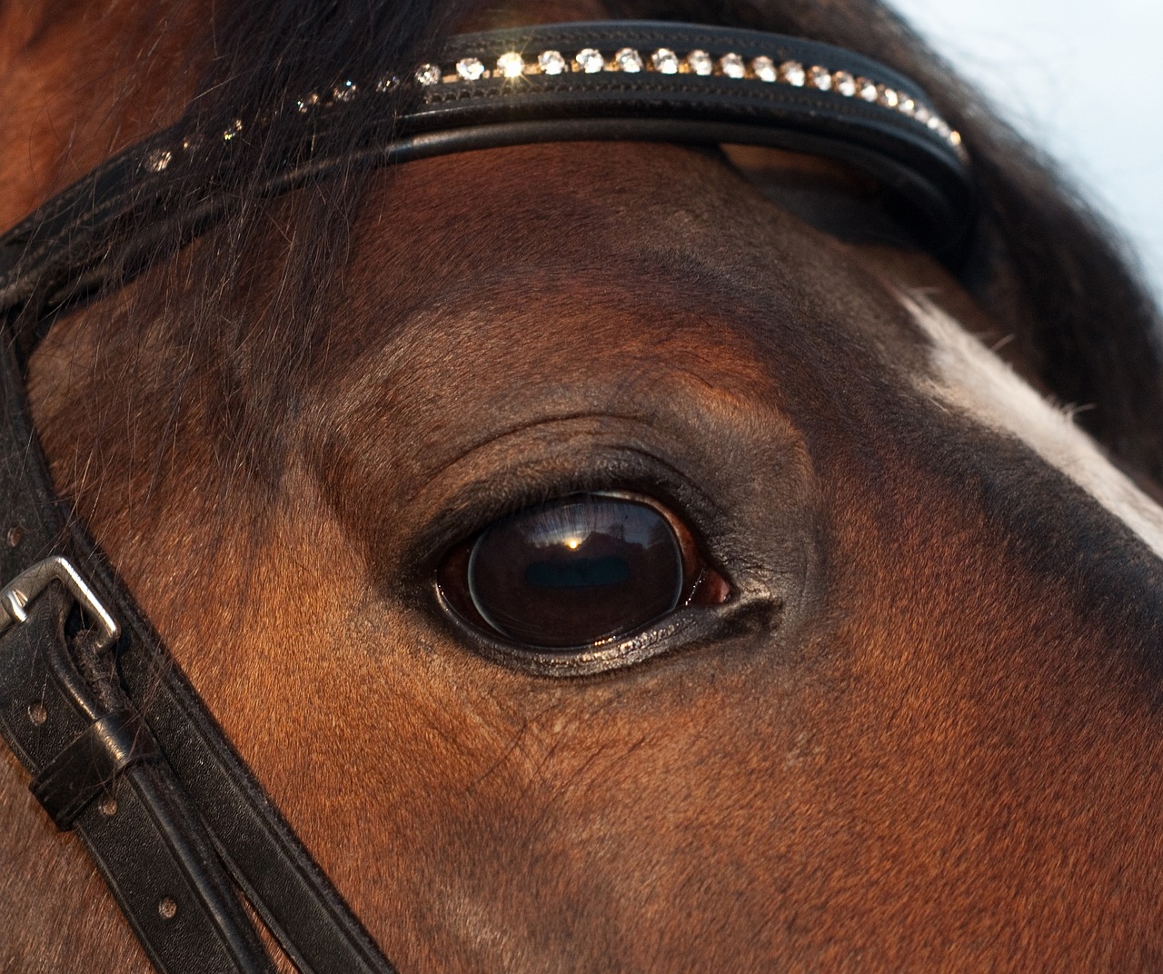 Image - horse eye close up animal look