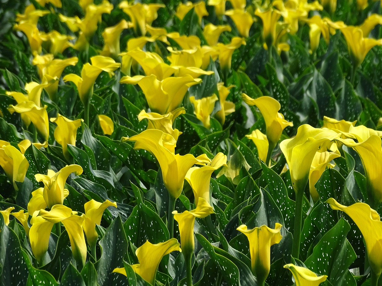 Image - calla calla field yellow flower