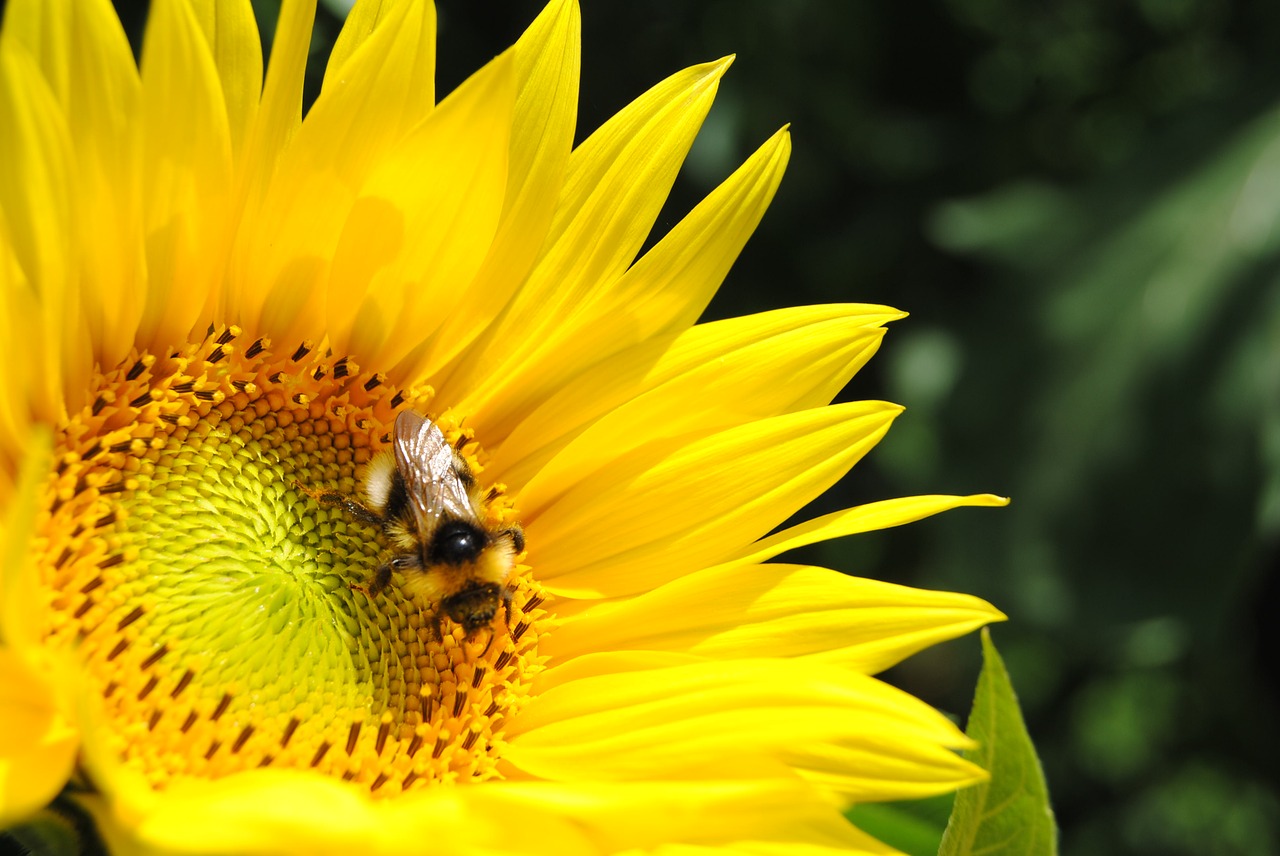 Image - close sun flower hummel nature