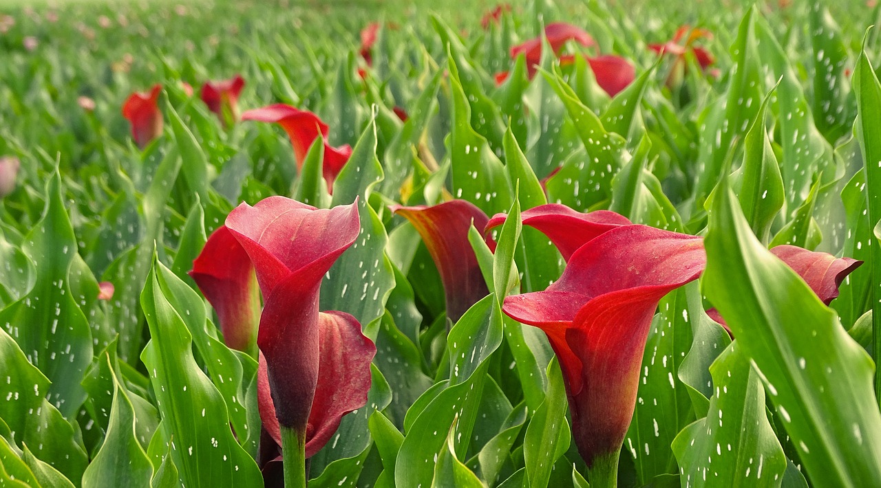 Image - calla red flowers calla flower