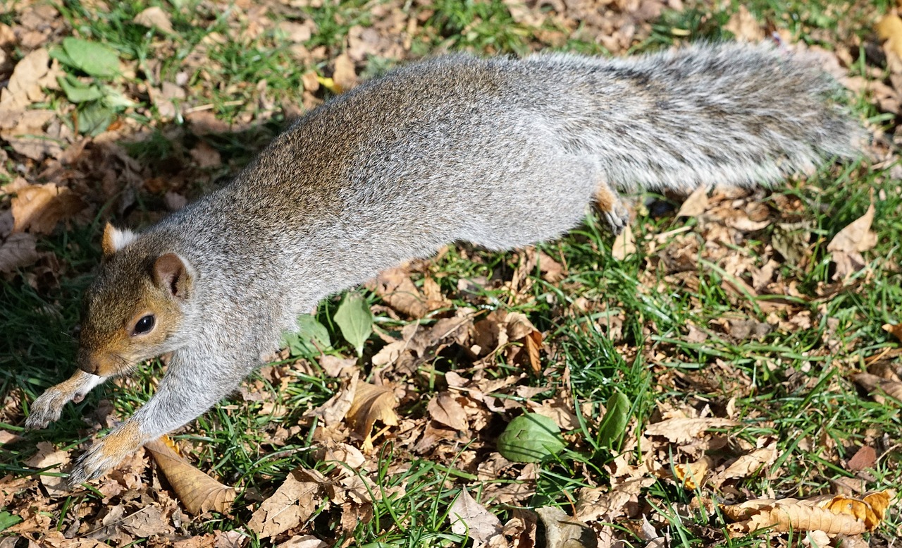 Image - squirrel animal park boston