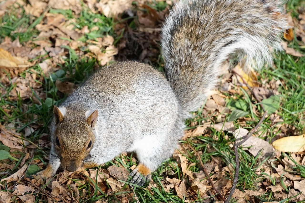 Image - squirrel animal park animal welfare