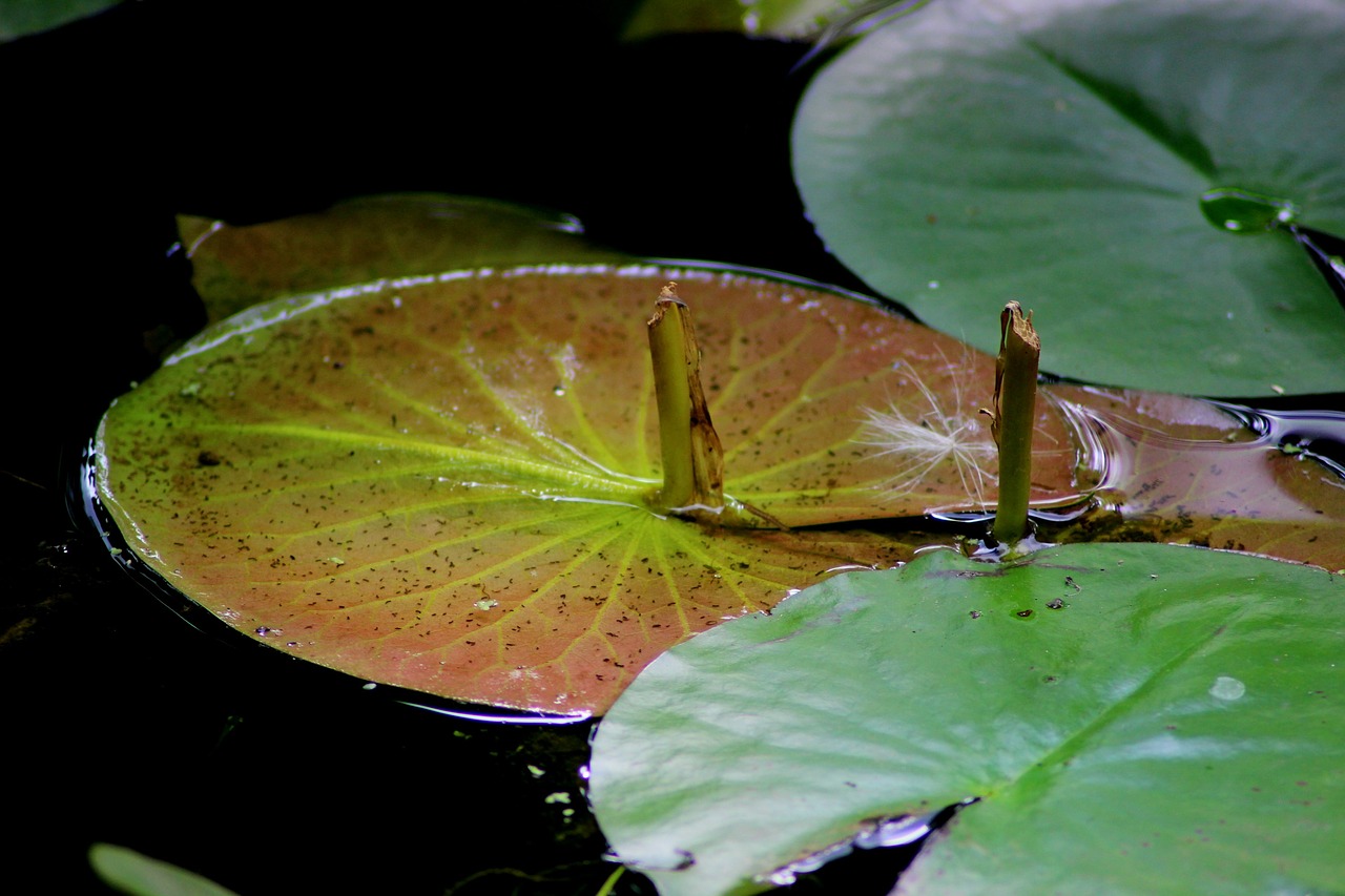 Image - water lilies aquatic plant marsh
