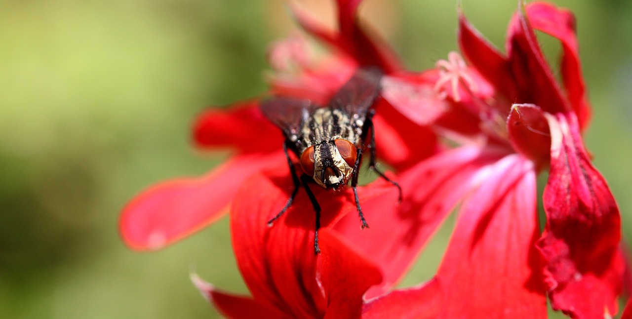 Image - fly macro insect head