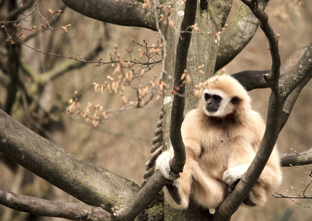 Image - gibbon white handed gibbon primate