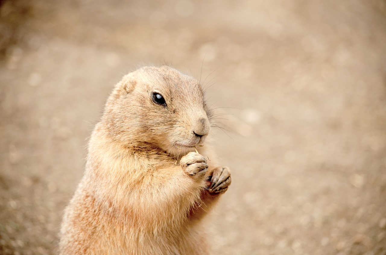 Image - gophers nager croissant zoo