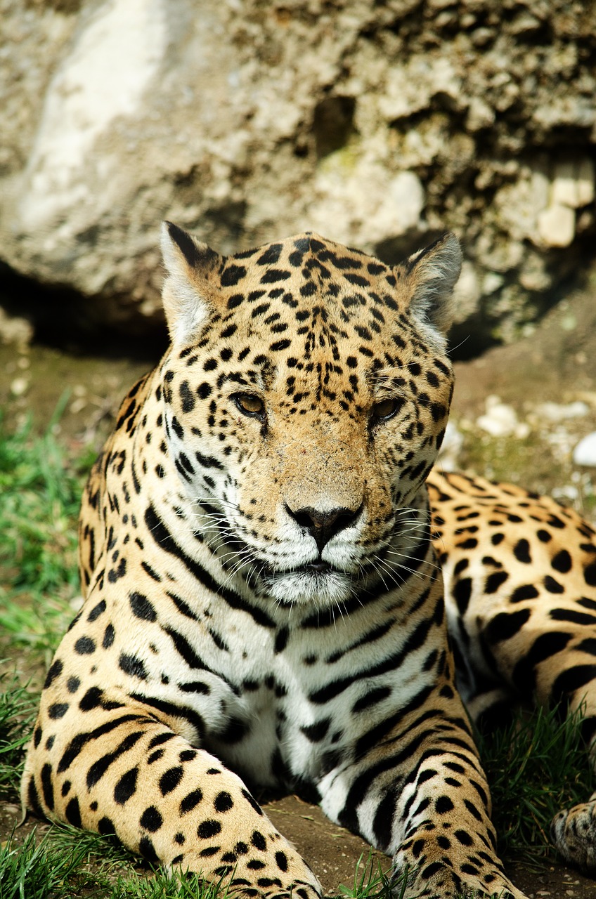 Image - jaguar cat big cat wildcat