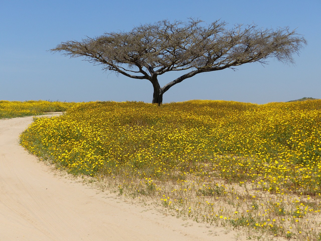 Image - tree desert negev