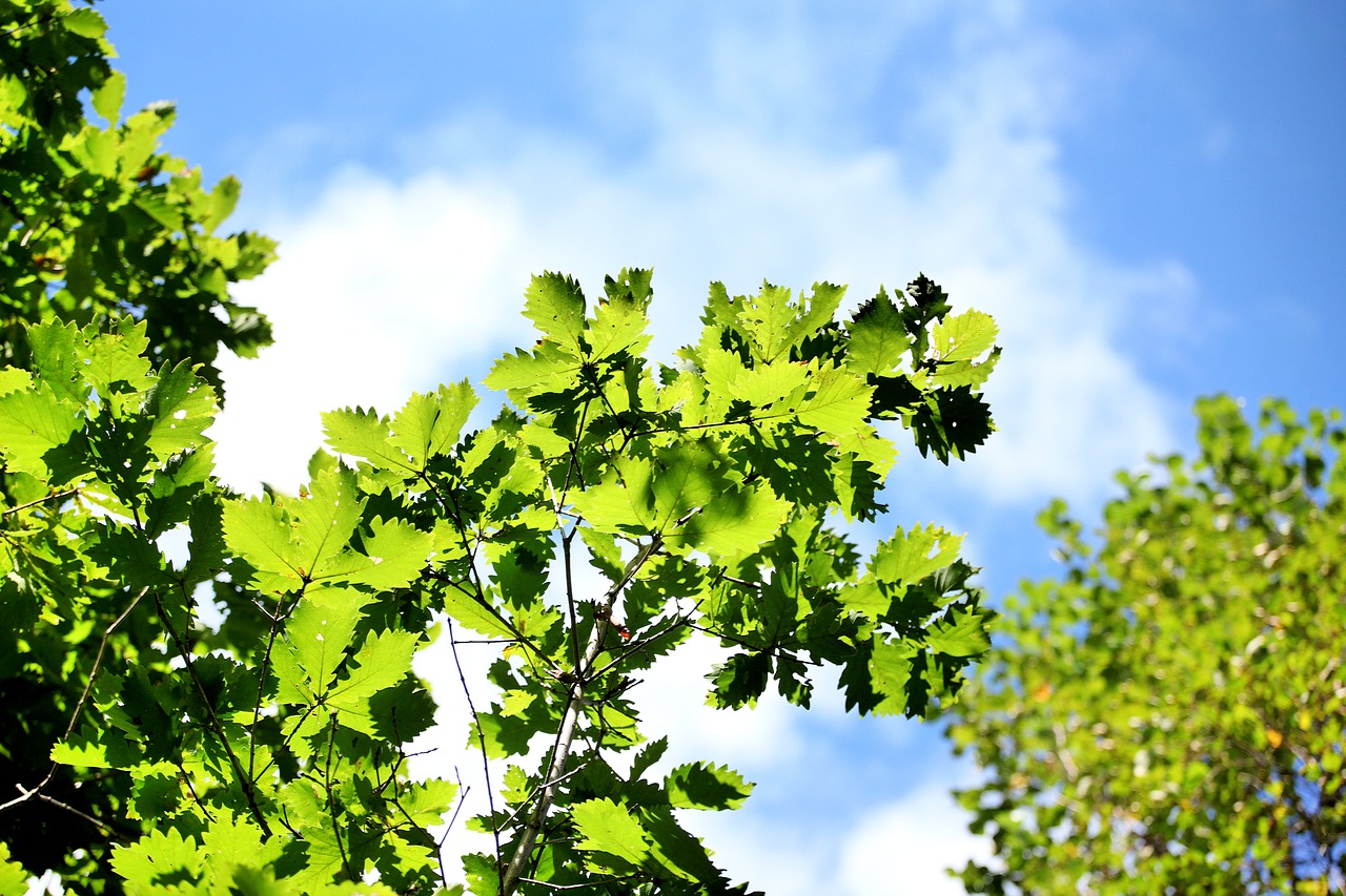 Image - the scenery china green leaf tree