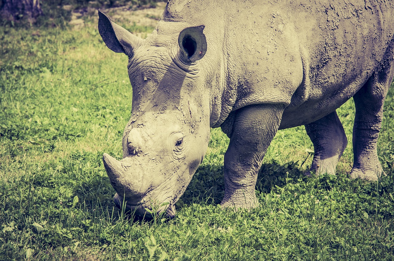 Image - rhino eat grass wild animal