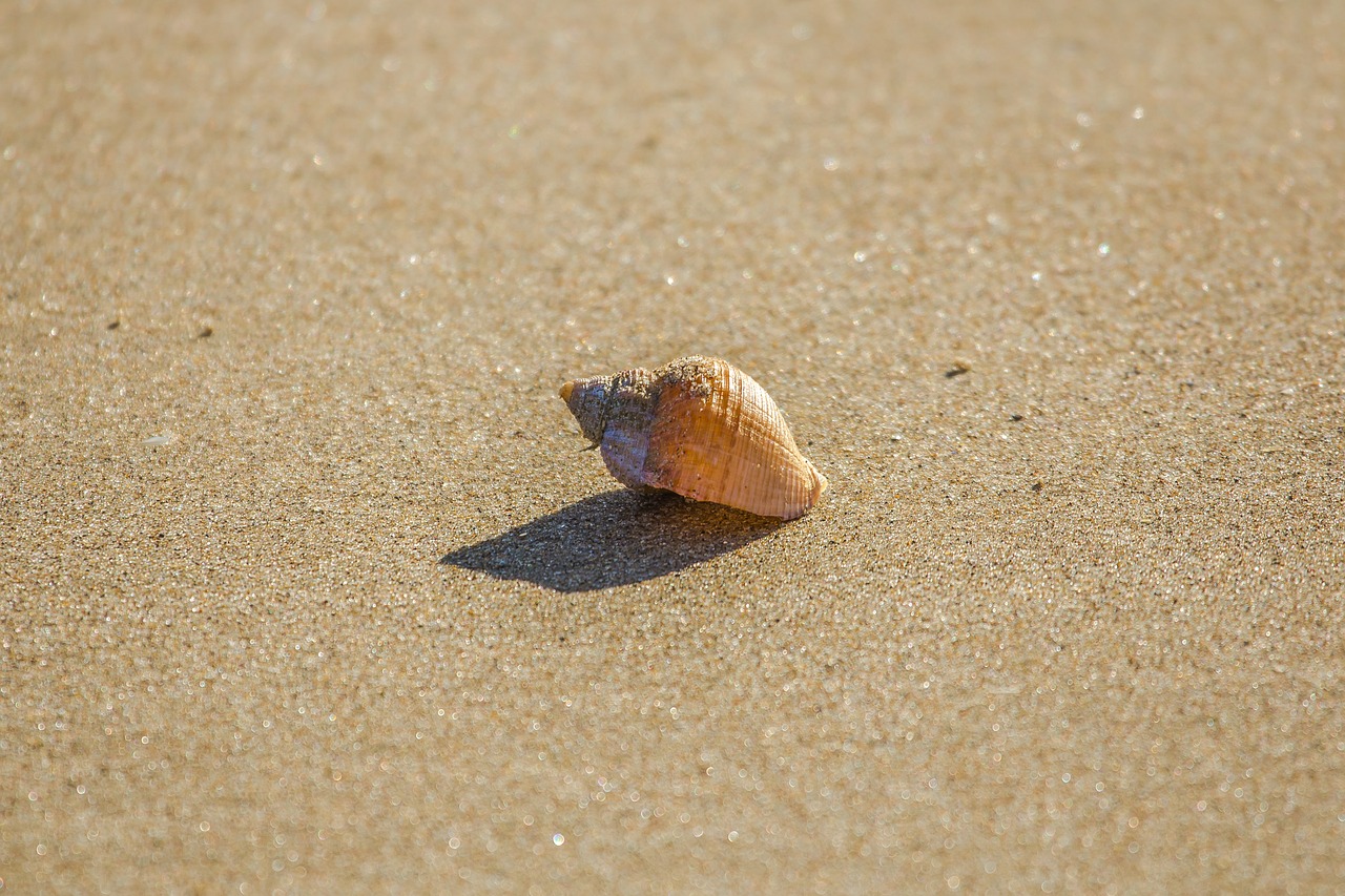 Image - beach shell ocean low tide