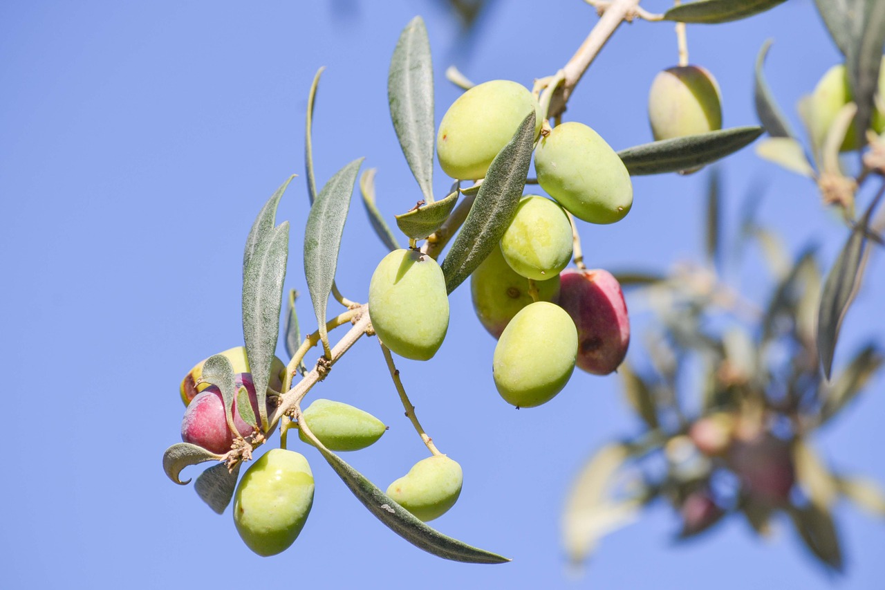 Image - olive tree nature oil food