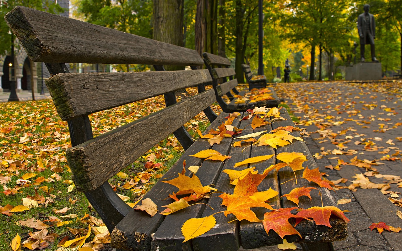 Image - autumn defoliation serenity bench